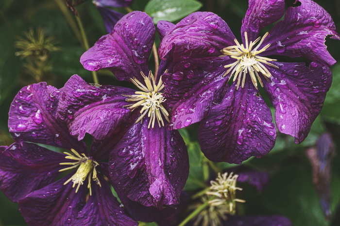 紫色花瓣花朵特写照片