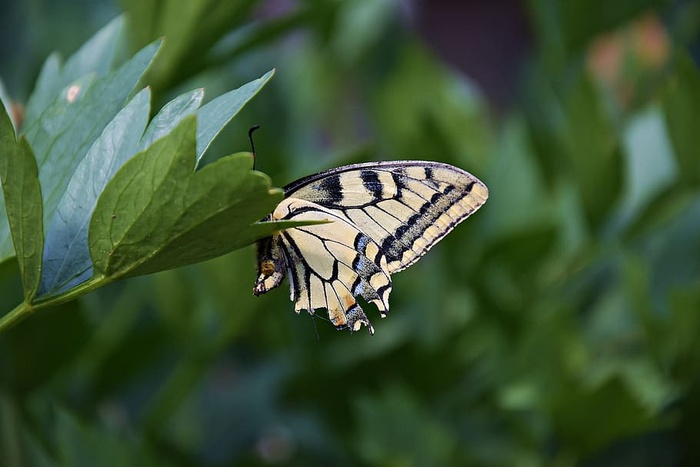 自然，叶子，植物，夏天，昆虫，无脊椎动物，野生动物，动物翅膀