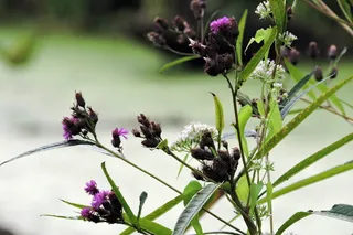 blazingstar，花卉，秋季，弗吉尼亚州亚历山大，花卉，植物，开花植物