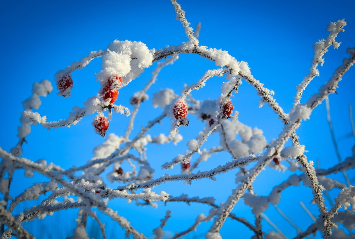 冬天，霜冻，浆果，灌木，自然，寒冷，雪，白色