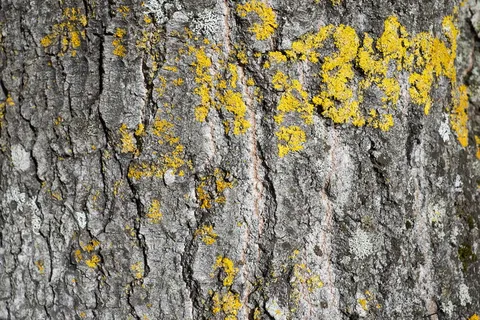 挪威,fetsund,颜色,图案,情绪,深色,树木,浅色 挪威,fetsund,颜色,图案,情绪,深色,树木,浅色