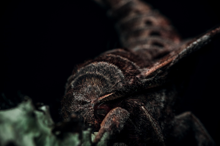 野生动物，动物，昆虫，爬行动物，蜥蜴，哺乳动物，光，自然