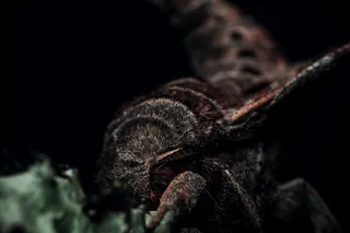 野生动物，动物，昆虫，爬行动物，蜥蜴，哺乳动物，光，自然