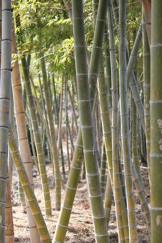 竹秆，地面，白天，竹子，黄竹，vs小树林，植物，竹子-植物