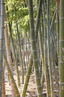 竹秆,地面,白天,竹子,黄竹,vs小树林,植物,竹子-植物 竹秆,地面,白天,竹子,黄竹,vs小树林,植物,竹子-植物