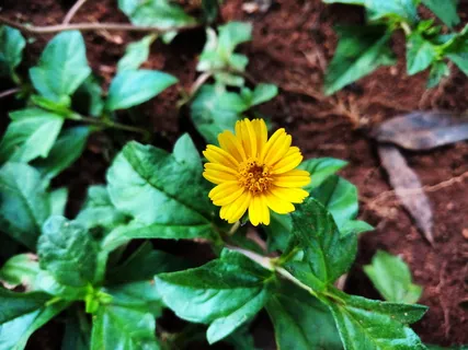 花，开花，开花，黄花，小花，装饰，小太阳花，自然
