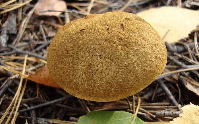 植物、动物、宏、博克、自然、食物、特写、无人