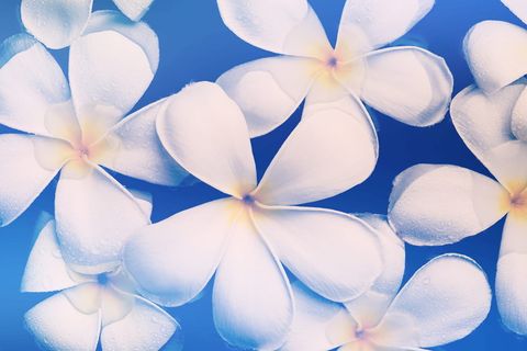 白花的倾斜镜头摄影