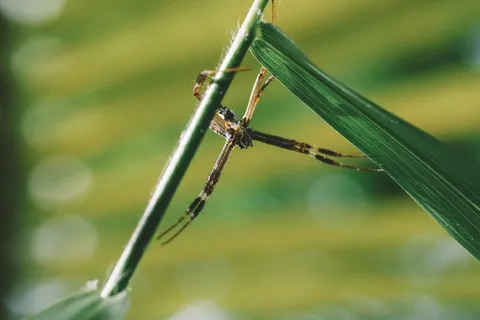 蜘蛛纲,特写,叶子,宏观,植物,蜘蛛,野生动物,动物主题 蜘蛛纲,特写,叶子,宏观,植物,蜘蛛,野生动物,动物主题