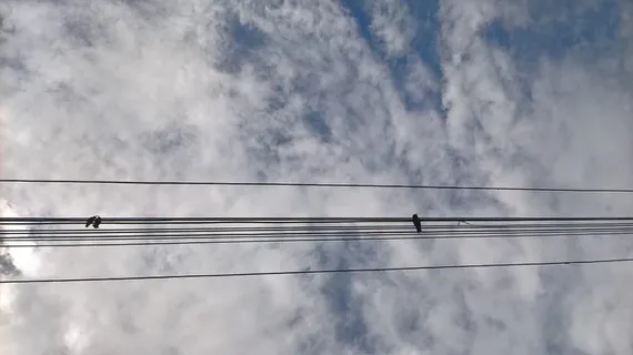 孟加拉国，godenail，chowdhury bari，电缆，鸟类，天空，电缆，云天