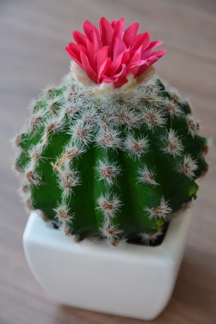 绿色，仙人掌，花朵，陶瓷，花盆，陶瓷花盆，花朵，沙漠
