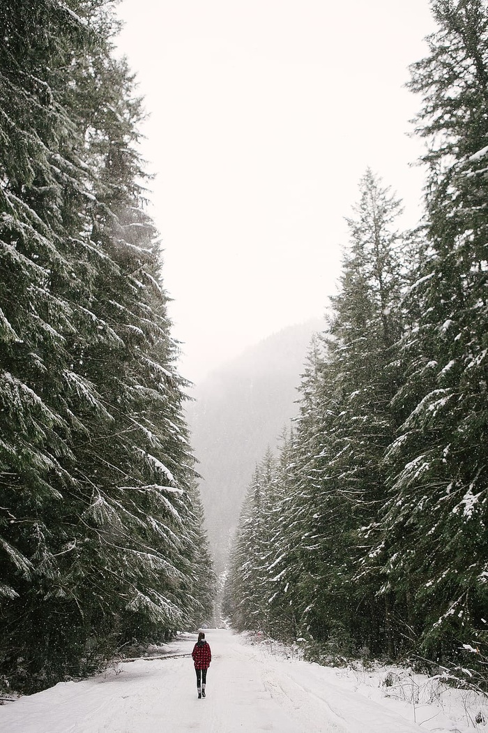 一个人走在绿松之间的雪路上
