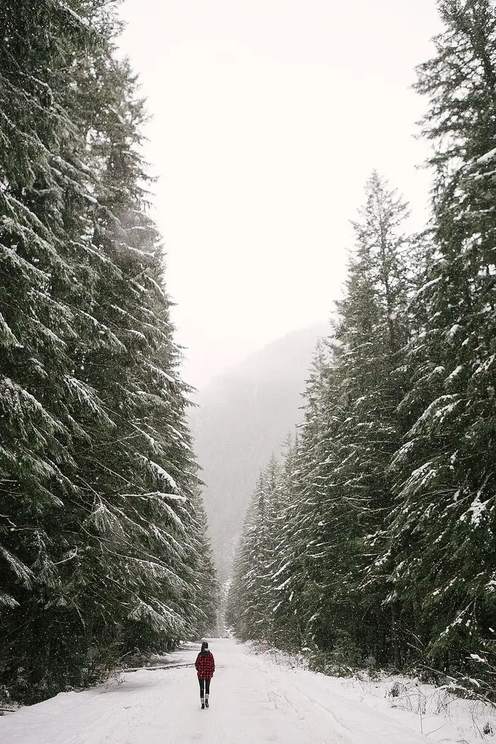 一个人走在绿松之间的雪路上