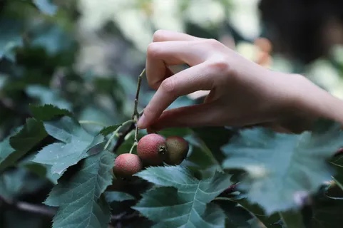 采摘红色水果的人的特写照片 采摘红色水果的人的特写照片