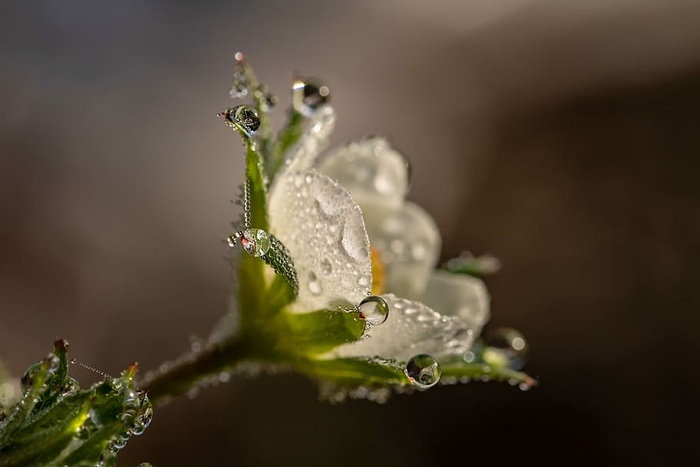 微距摄影，灰色，绿色，花朵，花朵，雨滴，露珠，草莓花