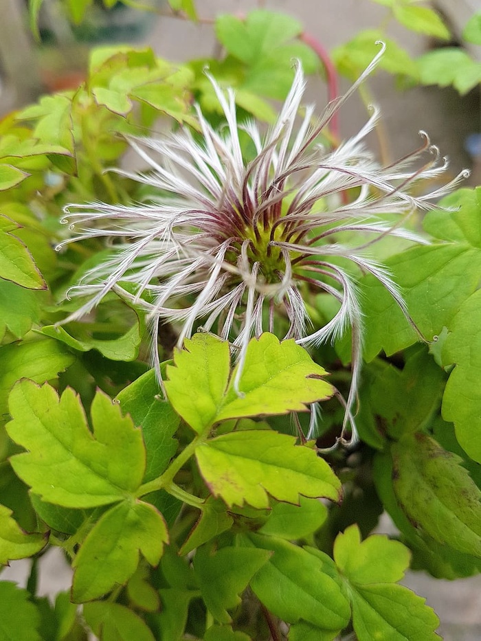 花，开花，植物，花瓣，铁线莲，生长，叶，植物部分