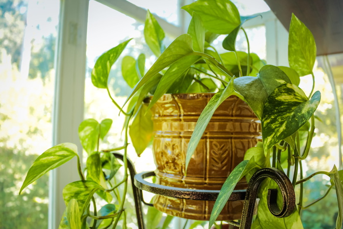 植物，家，宠物，室内植物，室内植物，盆栽，室内，室内植物