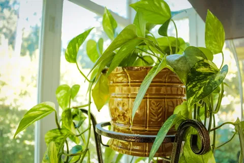 植物,家,宠物,室内植物,室内植物,盆栽,室内,室内植物 植物,家,宠物,室内植物,室内植物,盆栽,室内,室内植物