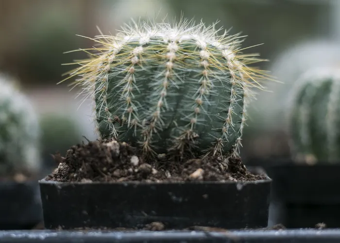 仙人掌特写摄影