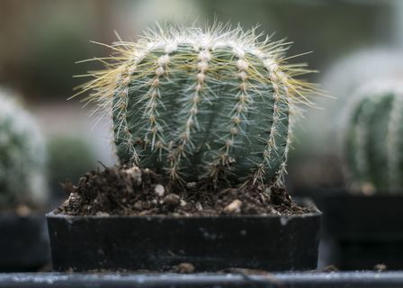 仙人掌特写摄影