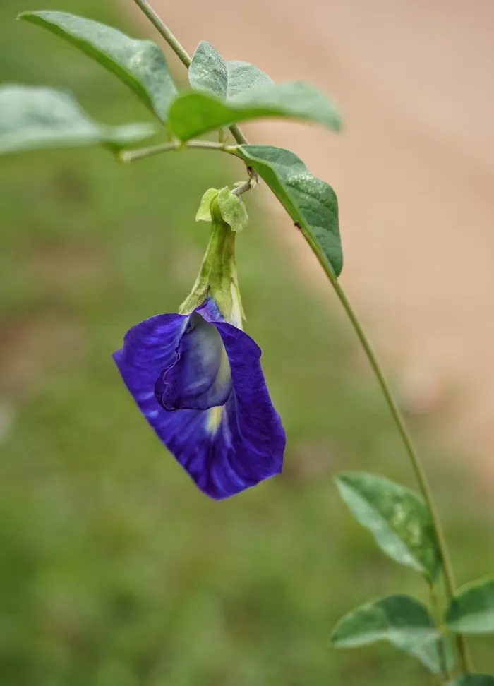 阴蒂，蝴蝶，豌豆，食用，茶，花，植物，叶