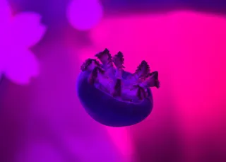 日本, 大阪市, 大阪海游馆, 蓝色, 红色, 水母, 小, 可爱