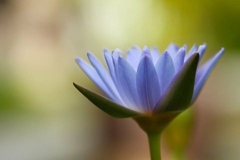 蓝色,莲花,盛开,白天,花朵,自然,花朵,花瓣 蓝色,莲花,盛开,白天,花朵,自然,花朵,花瓣