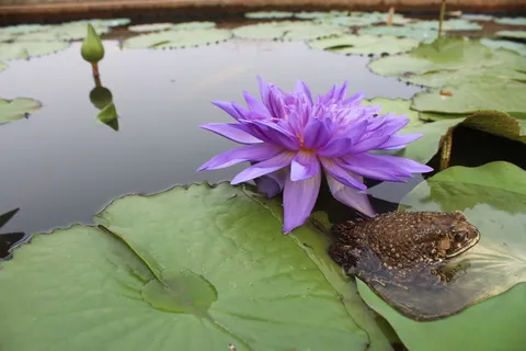 青蛙、蟾蜍、睡莲、紫色、池塘、花、叶、植物部分 青蛙、蟾蜍、睡莲、紫色、池塘、花、叶、植物部分
