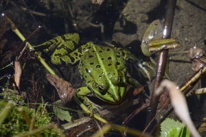 蟾蜍、生物区、自然、绿色、动物主题、动物野生动物、动物、野生动物