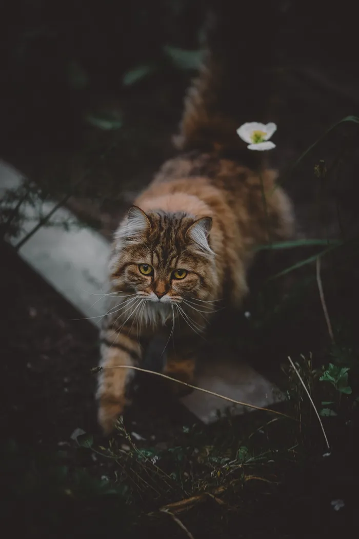 棕色和黑色的猫站在绿色的草地上