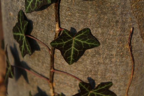 ranke，原木，杂草，植物，绿色，树皮，叶子，植物部分