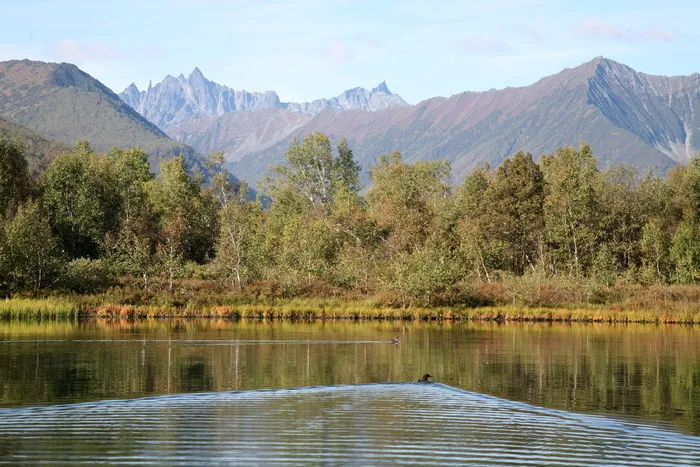 水，湖，自然，倒影，山，森林，夏天，风景