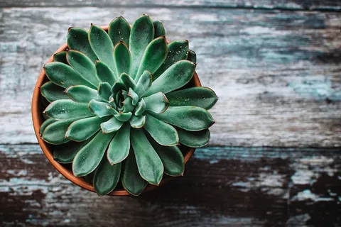 盆栽兰花 盆栽兰花