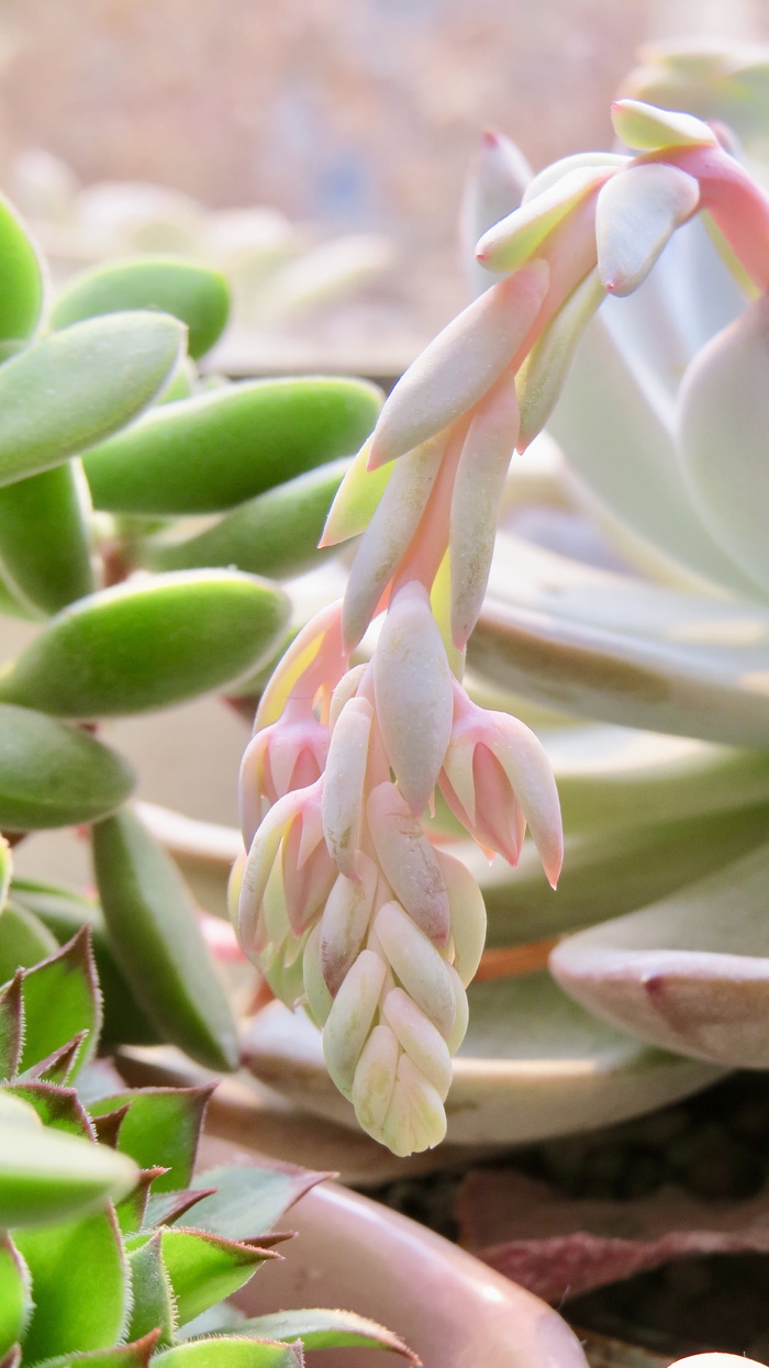 植物，花，花，芽，芽，肉质植物的花，echeveria cv laulindsayana，andrena