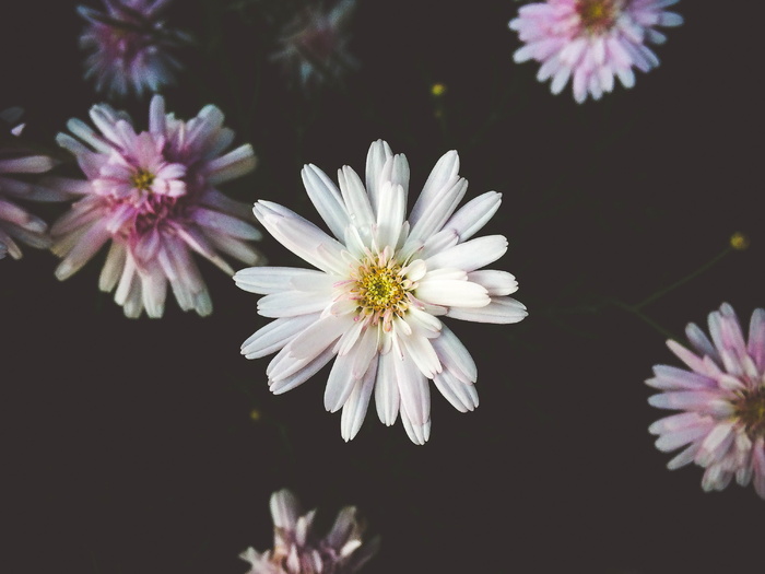 白, 菊花微距摄影, 花, 自然, 植物, 户外, 花园, 白色