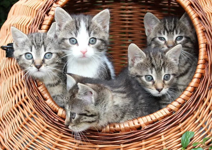 五只，灰色，斑猫，小猫，棕色，柳条篮子，猫，篮子里的小猫
