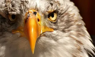 特写照片，白色，鹰，阿德勒，秃鹰，鸟，猛禽，猛禽，猛禽