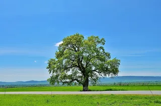 绿色，树木，无云，天空，山脉，自然，风景，夏天