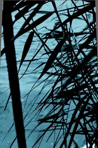 克罗地亚, 可见, 海盐, 深蓝色, 黑色, 夏季, 风, 植物