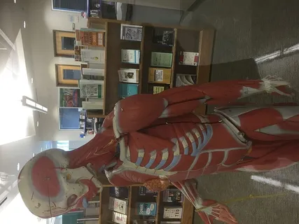 美国，莱克伍德牧场，书籍，解剖学，窗户，图书馆，模型，室内