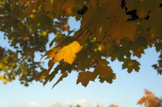 枫树，扁叶槭，针叶枫，落叶树，槭树，皂荚植物，无患子科，叶