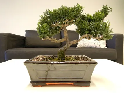 盆景,树木,植物,自然,树叶,叶子,绿色,白色 盆景,树木,植物,自然,树叶,叶子,绿色,白色