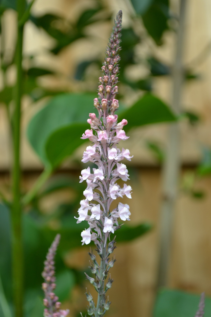 淡粉色loosestrife，植物，花园，农舍花园，特写，花朵，生长，开花植物