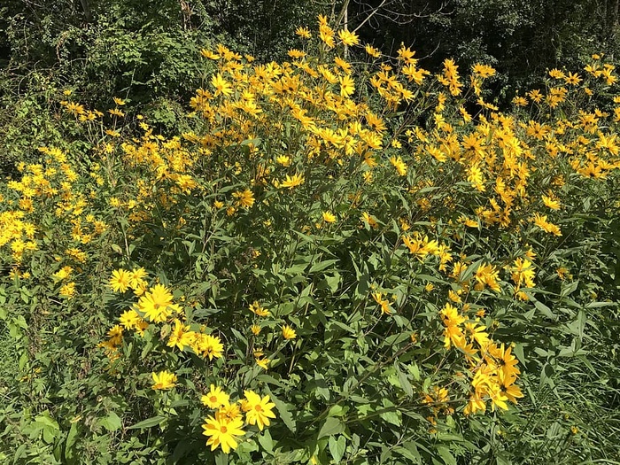 花，玫瑰，植物，五颜六色，绿色，森林，湖泊，海洋