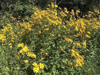 花,玫瑰,植物,五颜六色,绿色,森林,湖泊,海洋 花,玫瑰,植物,五颜六色,绿色,森林,湖泊,海洋