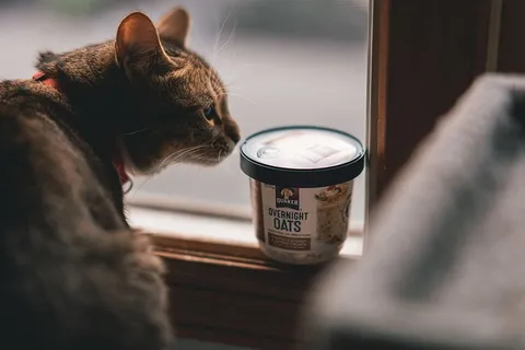 猫的浅焦摄影 猫的浅焦摄影