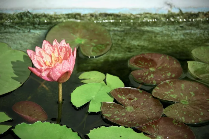 水上红花瓣花