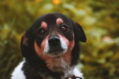 黑褐色小狗