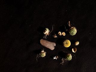 扁平卧，扁平卧，植物，干植物，自然，肉质，食品，食品和饮料