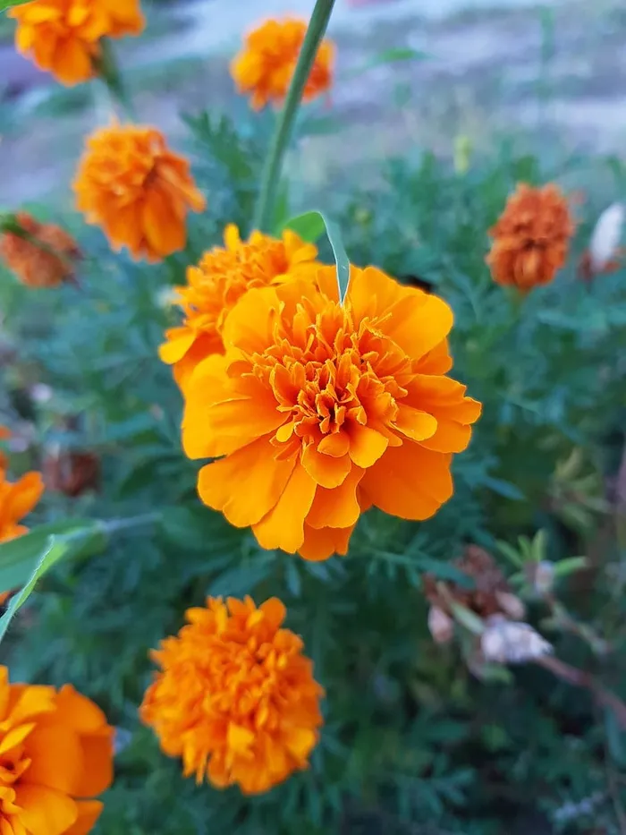 万寿菊，橙色，橙色花朵，s8plus，花朵，自然，花园，花朵